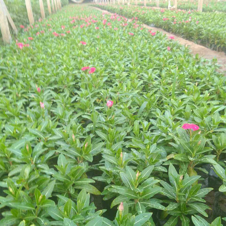 长期供应长春花 长春花杯苗 批发基地
