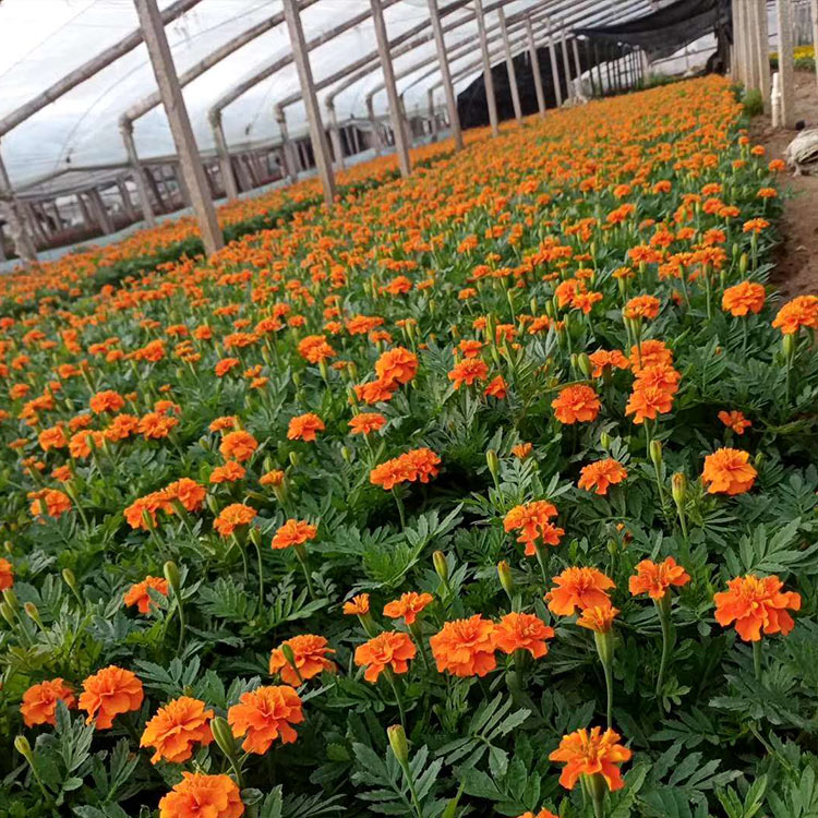 基地直销孔雀草 孔雀草供货商 铭秀花卉