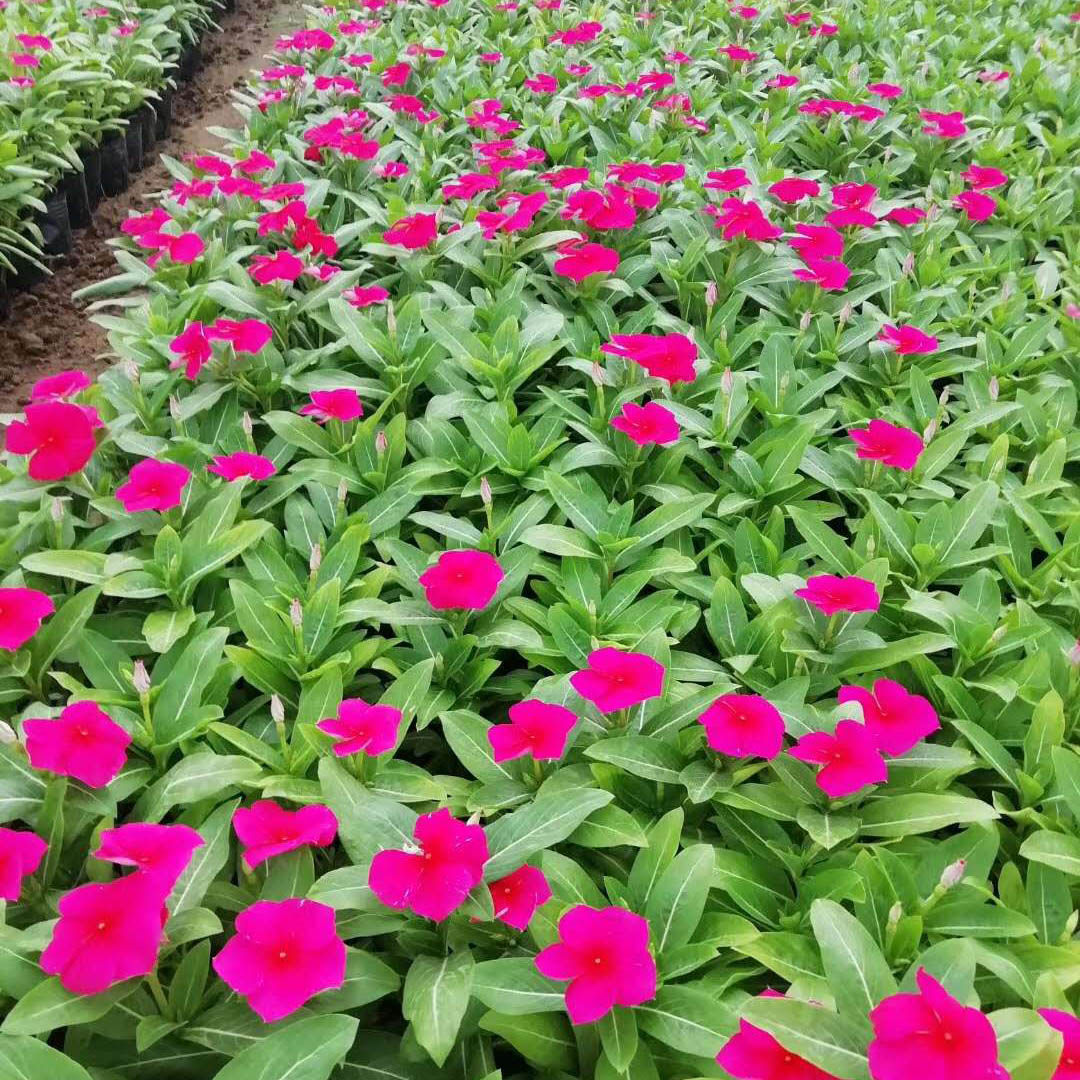 销售长春花 长春花价格 欢迎咨询