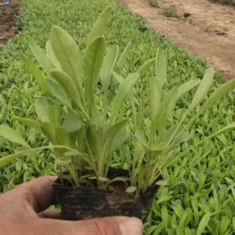 花苗供应金鸡菊小苗 金鸡菊小苗供应商 价格从优