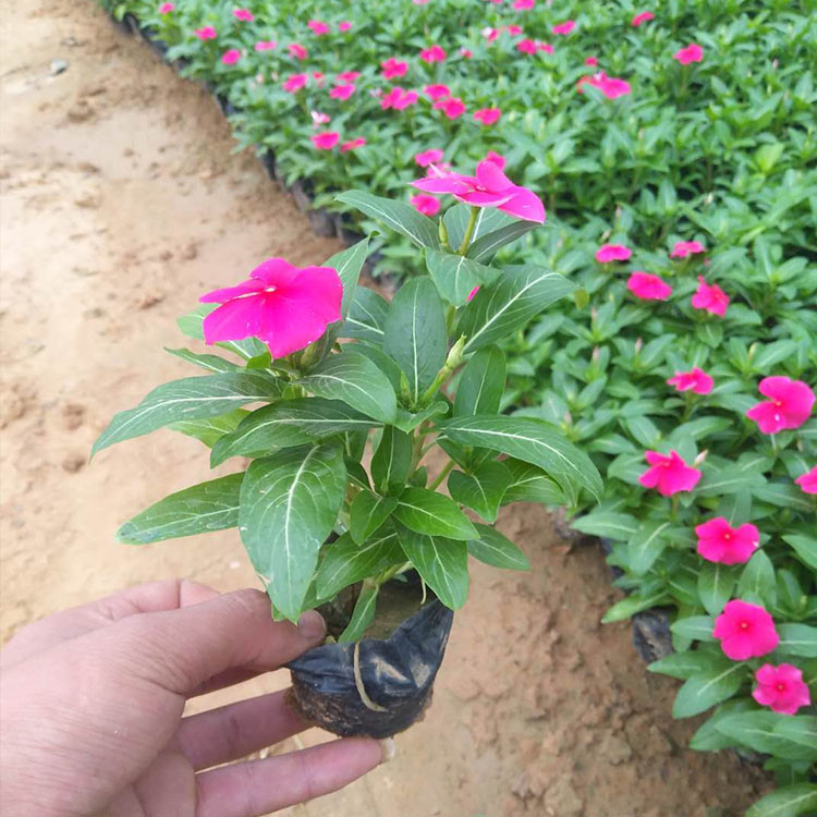 长期供应天天开花苗 租摆用草花推荐 欢迎选购