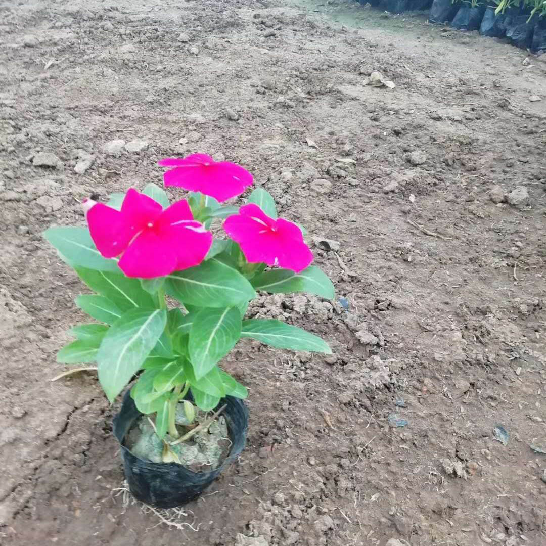销售长春花 长春花杯苗 苗圃供应
