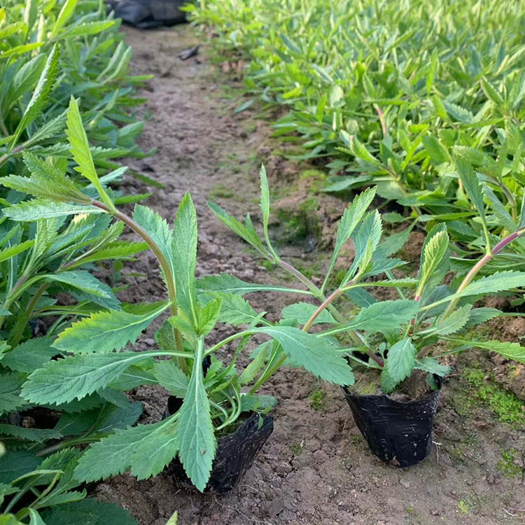 马鞭草种植基地 青州马鞭草 泽鑫供苗