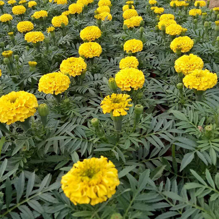 物美价廉 万寿菊 山东万寿菊销售