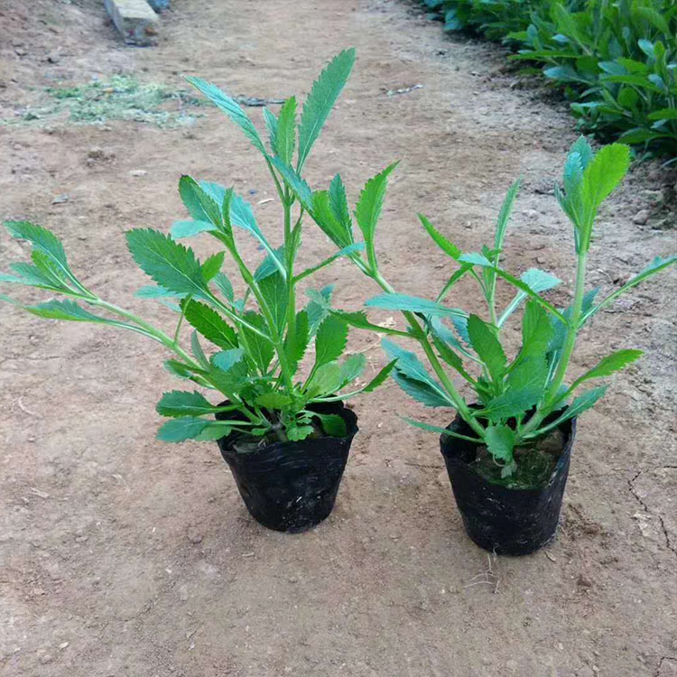 马鞭草苗 观赏价值高 山东马鞭草批发
