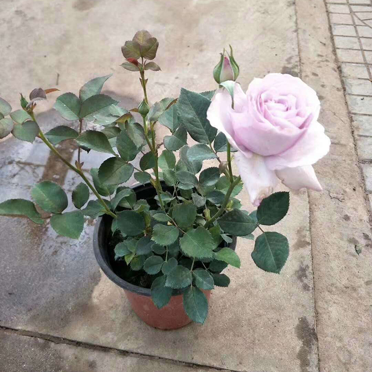 月季花批发 基地直售 山东欧洲多色月季