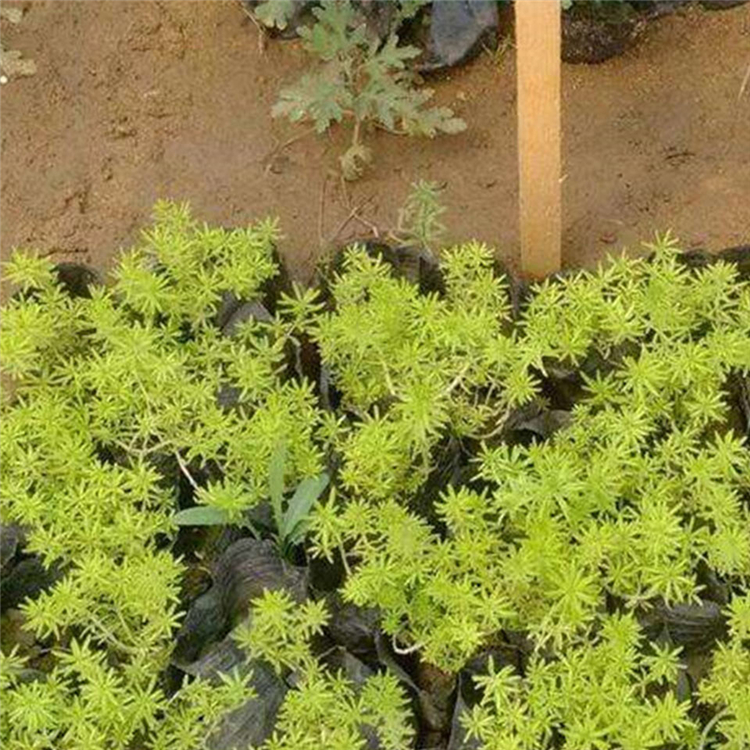 山东草花 金叶佛甲草 基地供应 佛甲草供应商