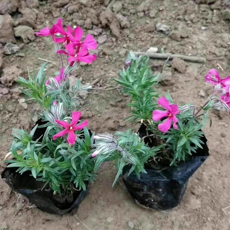 草花种植基地 丛生福禄考小苗 芝樱基地报价