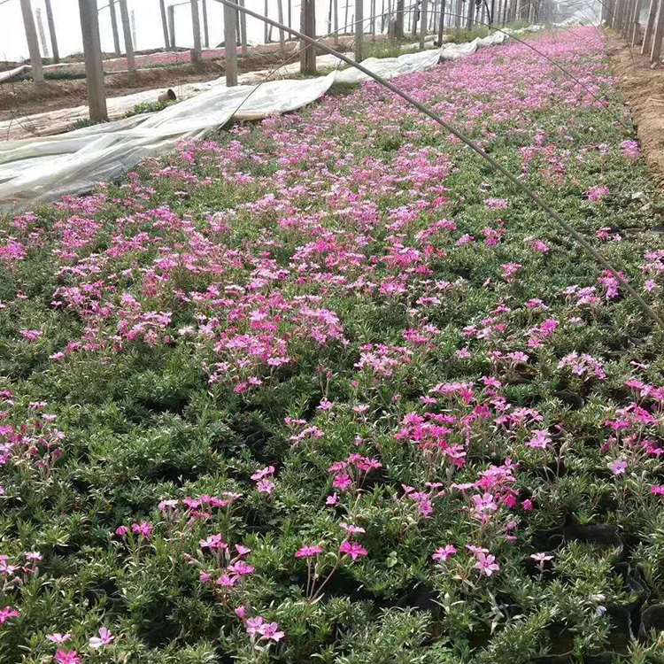 丛生福禄考直销 青州芝樱