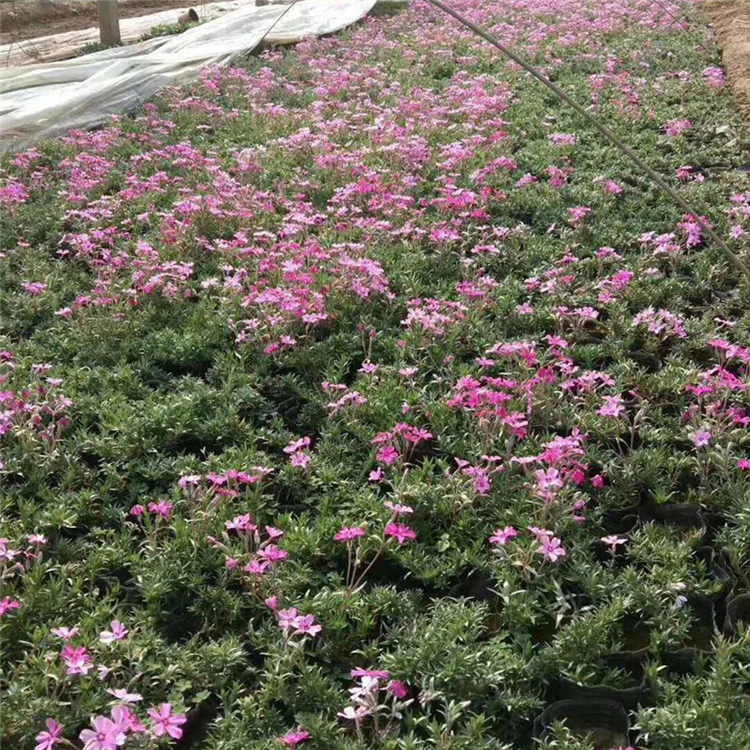 大量直销 福禄考小苗 草花基地