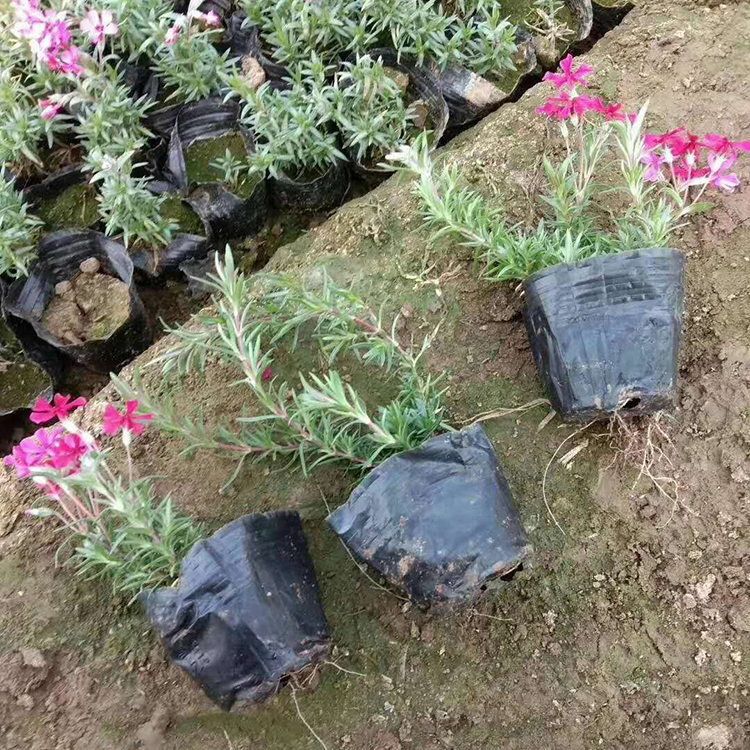 青州草花 山东丛生福禄考苗 芝樱供应商