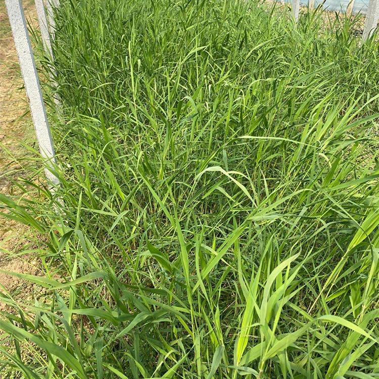 我苗圃批发 花叶芦苇苗 花叶芦苇苗报价