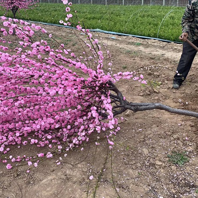 山东榆叶梅 基地种植  榆叶梅行情