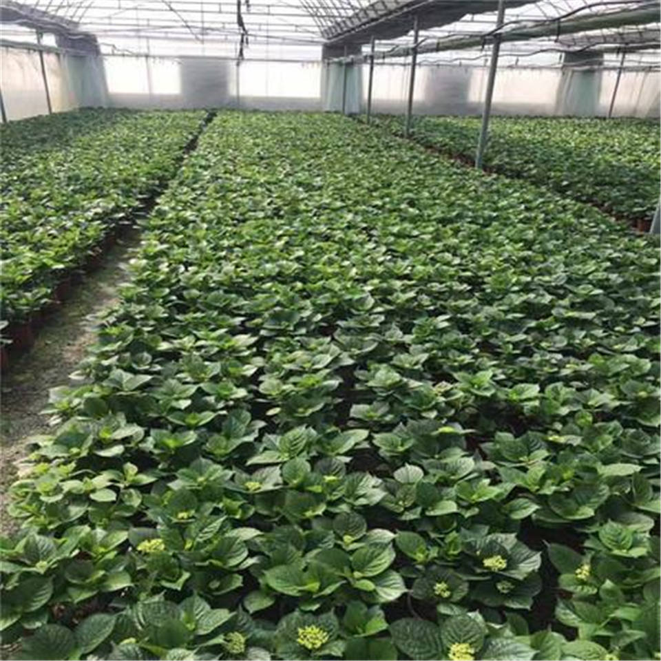 绣球花 产地供应 青州绣球种植基地