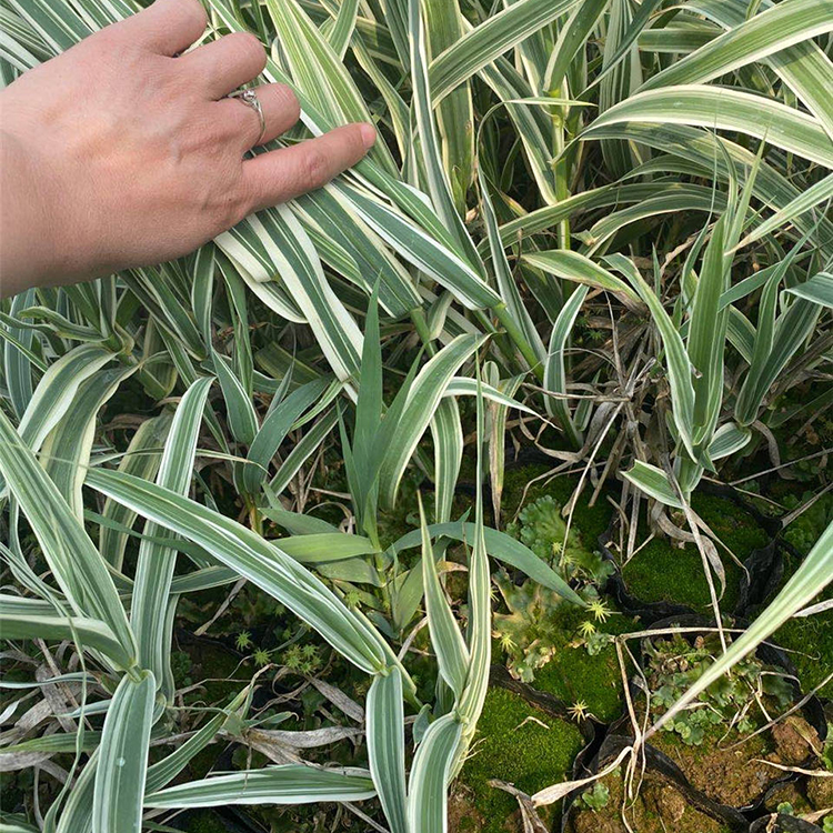 花叶芦苇苗 价格从优 青州花叶芦苇苗
