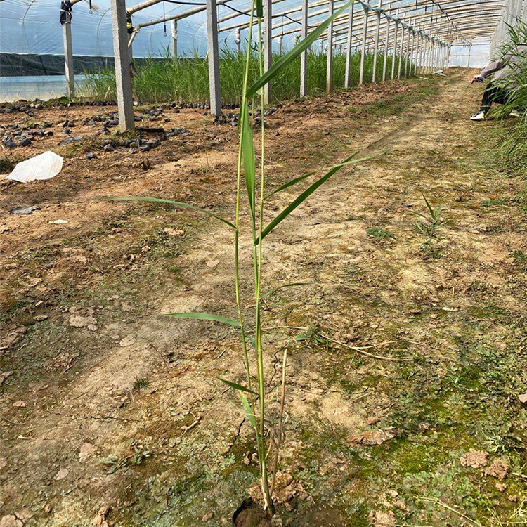花叶芦苇供货商 基地直供 山东花叶芦苇