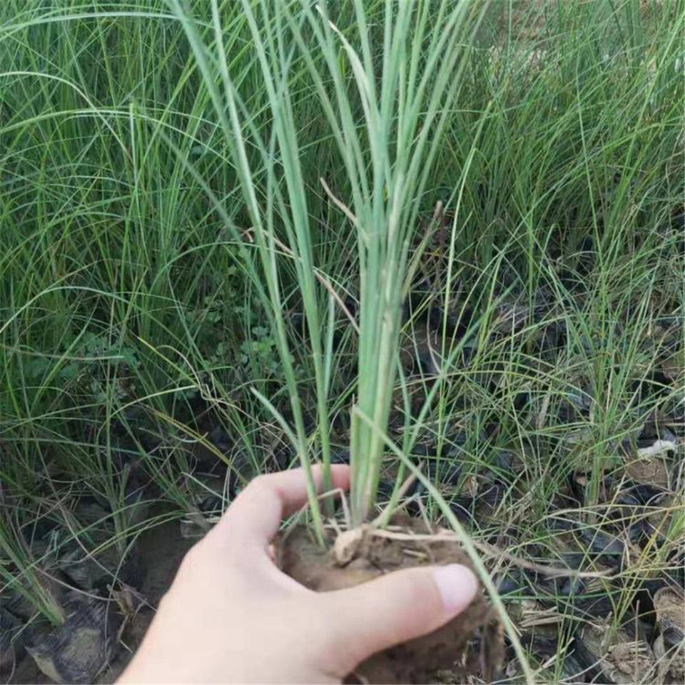 细叶芒苗圃基地批发 青州草花细叶芒报价