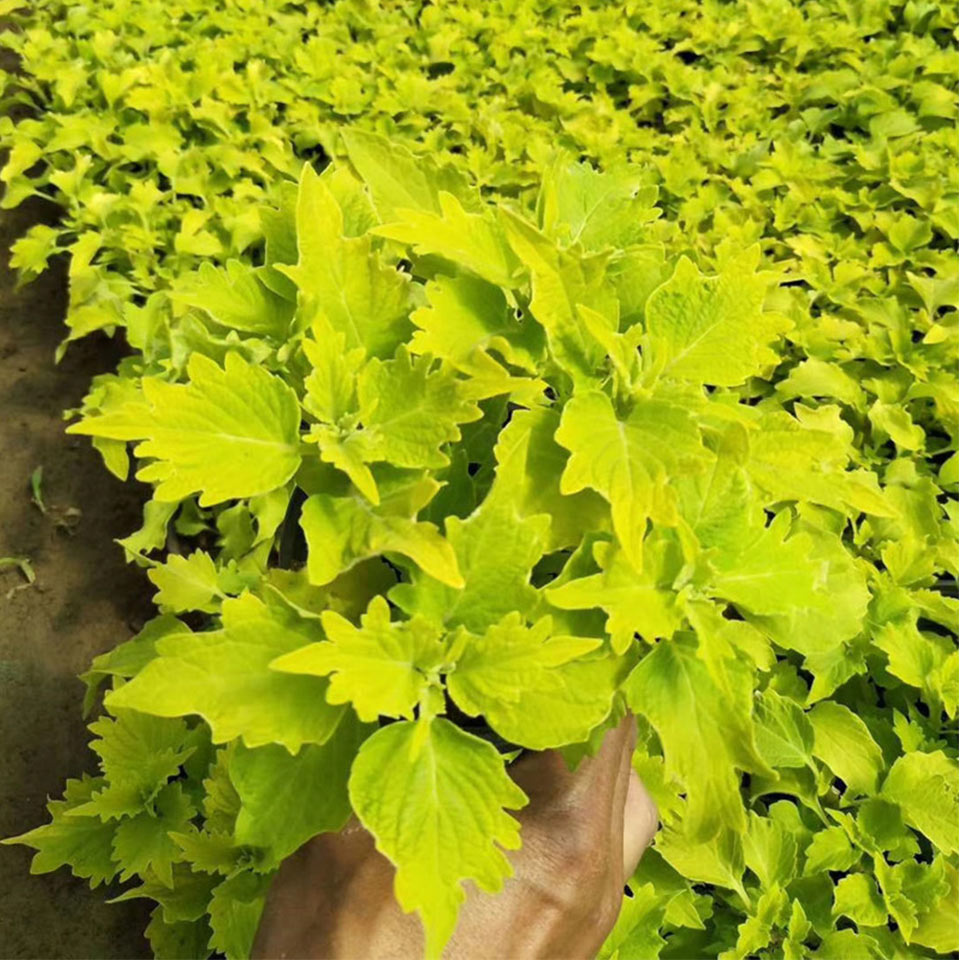青州草花基地 销售好苗 双色盆彩叶草 彩叶草供货商