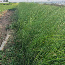 细叶芒小苗 草花基地细叶芒报价 苗圃基地批发
