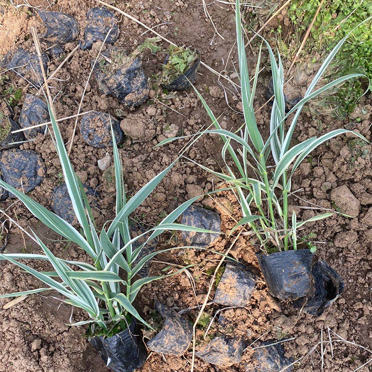 花叶芦苇杯苗批发 价格从优 山东花叶芦苇杯苗