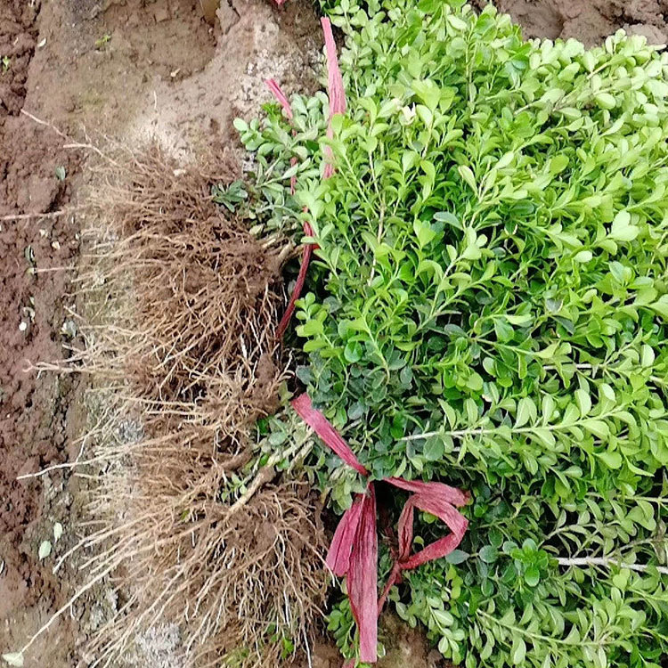 黄杨供应商 大量供应 山东黄杨