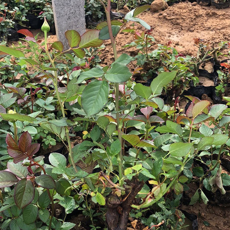 月季报价 中嘉种植基地月季老扎子 姿色多样
