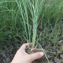 细叶芒 宿根草花批发细叶芒基地 质优价廉