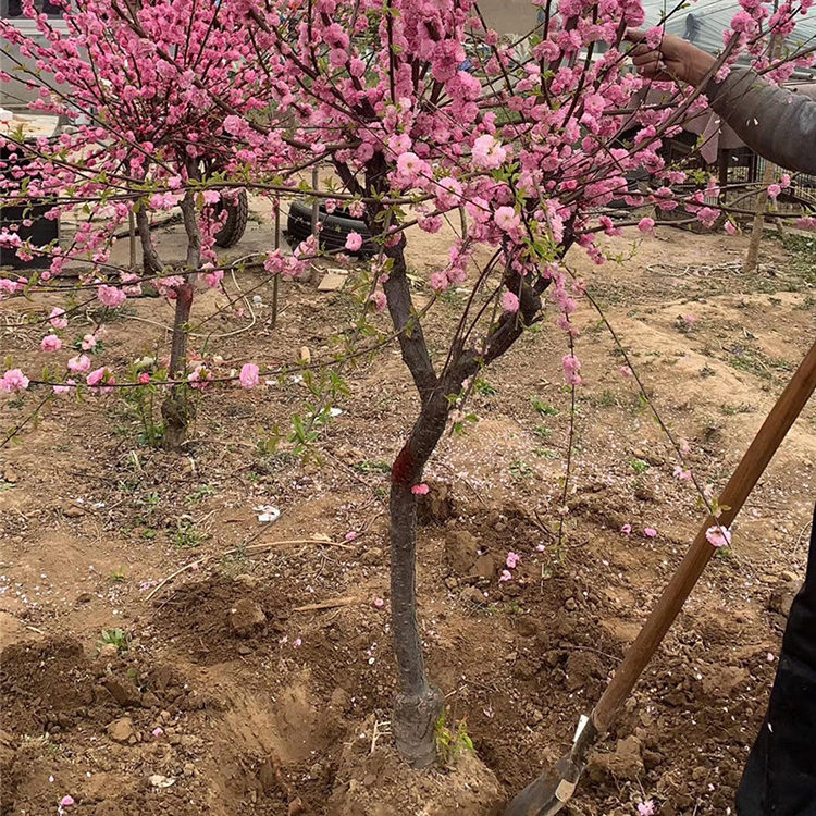 采购基地 榆叶梅 青州榆叶梅种植基地