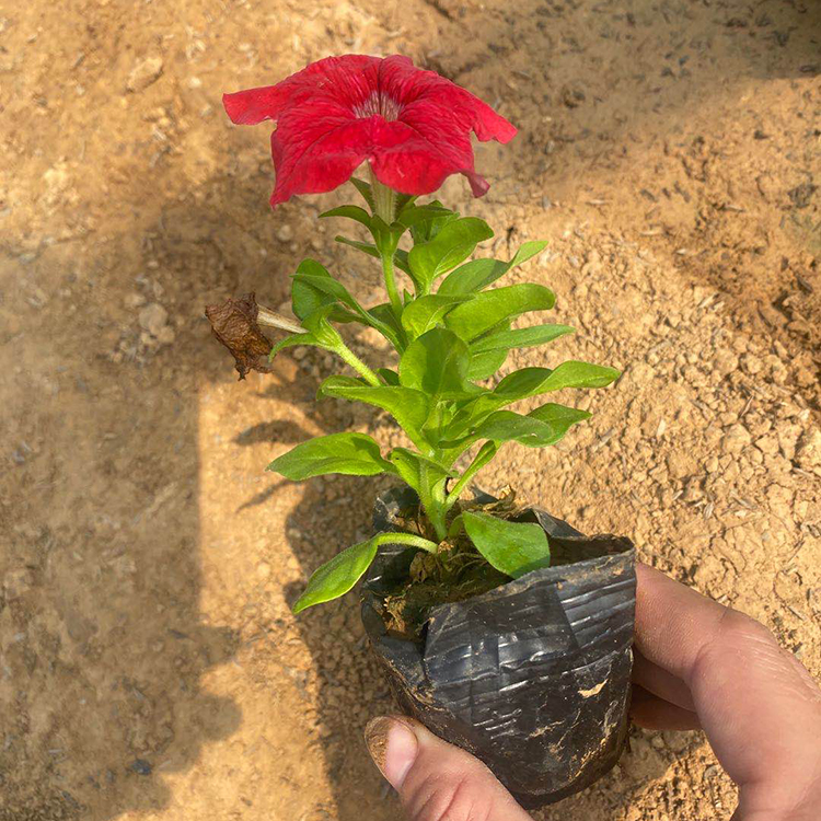 山东牵牛 青州花卉苗木 牵牛供应