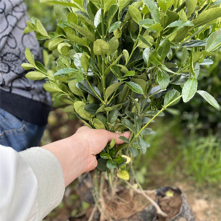 大叶黄杨苗 青州花卉大叶黄杨苗出售 绿篱护坡用