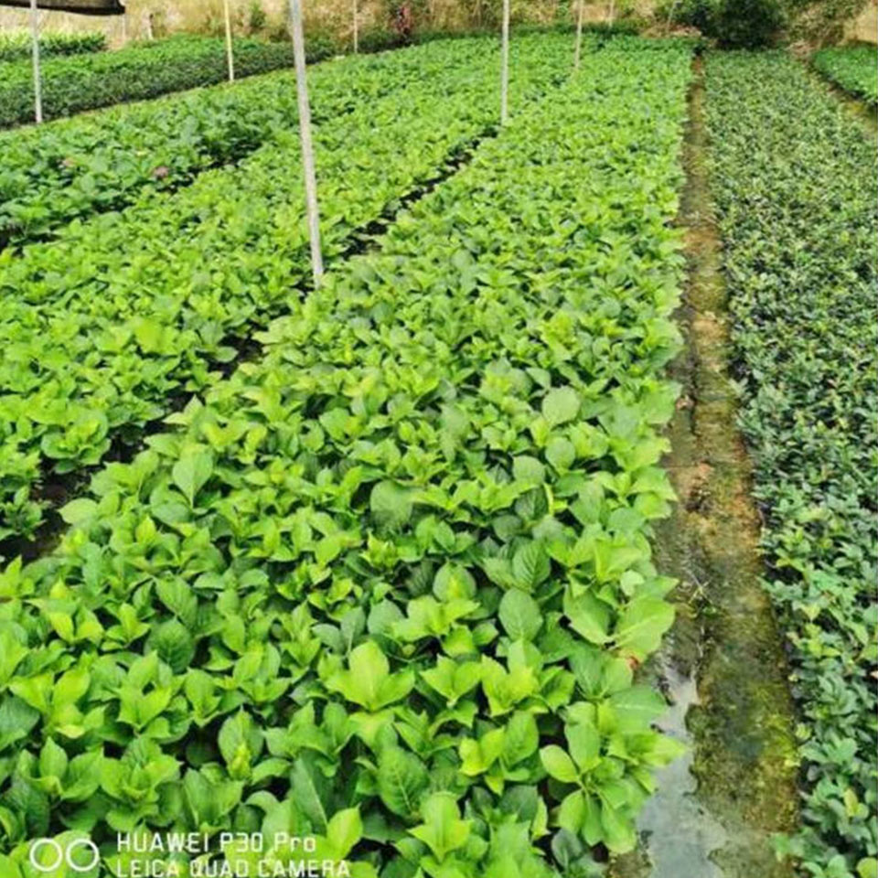绣球花 基地直销 青州绣球供应商