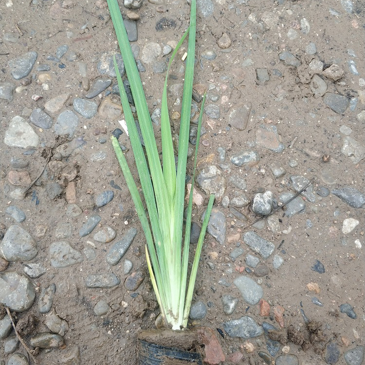 水生植物小苗培育 青州水生鸢尾批发 基地供应好苗