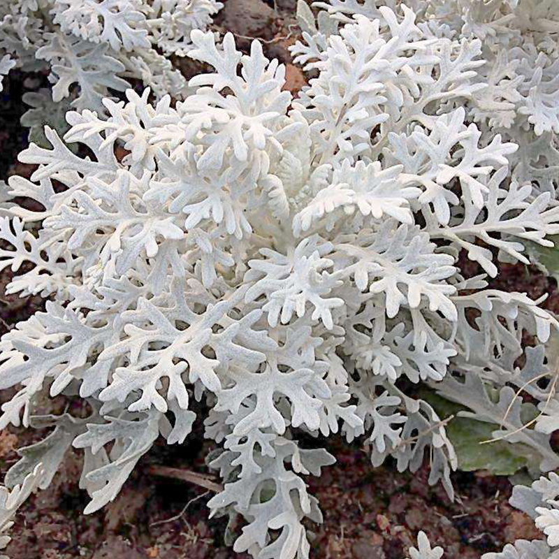 青州顺阳 银叶菊 如雪花图案 花期6-9月 耐寒抗旱 喜阳光充足