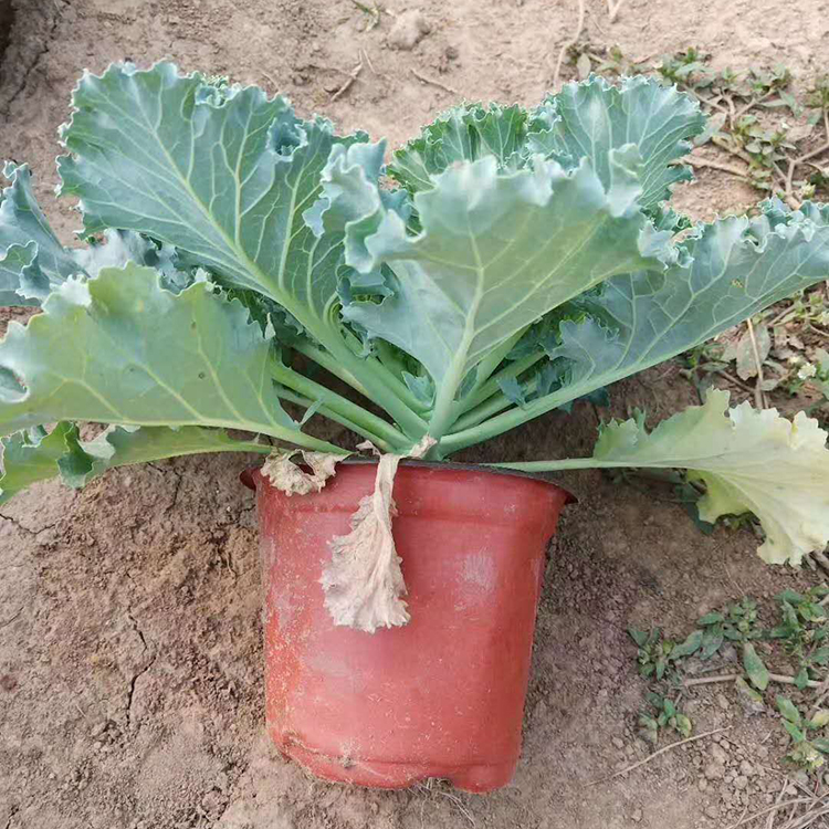 羽衣甘蓝行情 羽衣甘蓝小苗 青州一二年生花卉 采购基地找咨豪