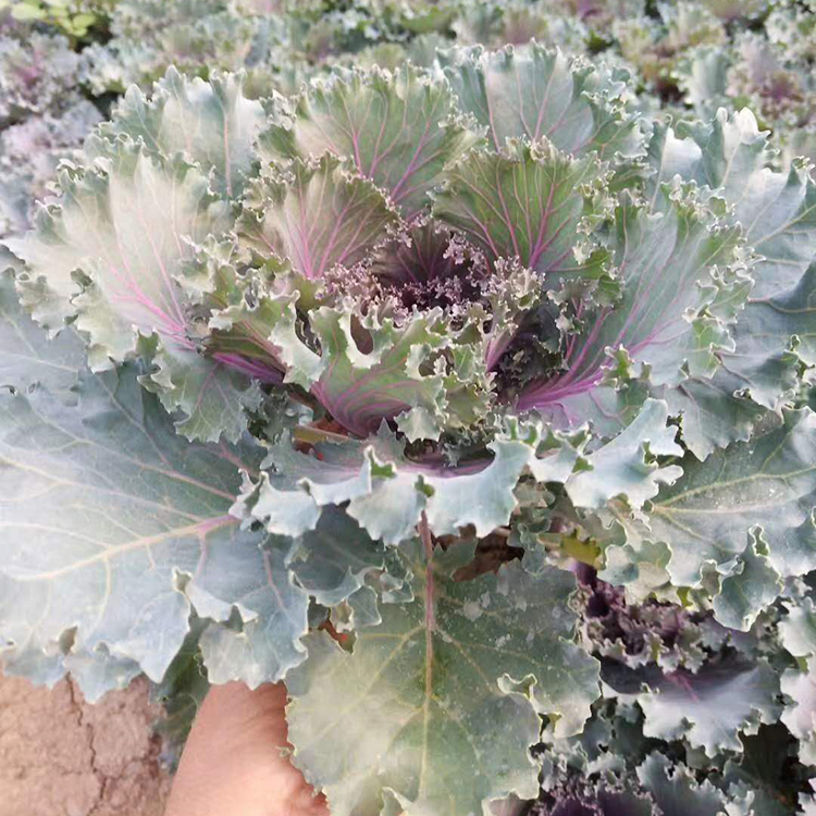 羽衣甘蓝 青州一二年生花卉 羽衣甘蓝销售