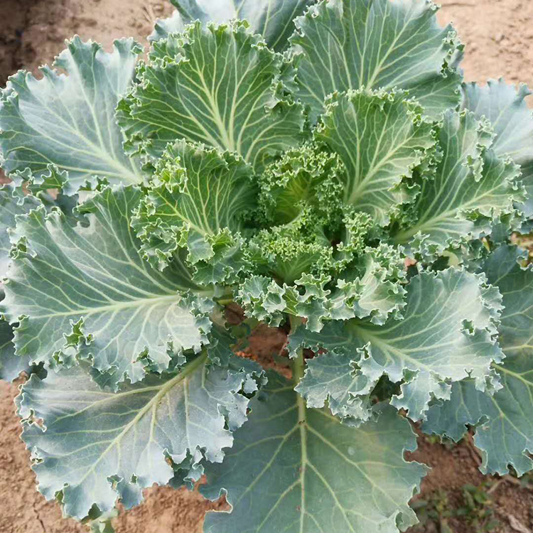 羽衣甘蓝行情 绿叶甘蓝 山东一二年生草本植物 采购基地找咨豪