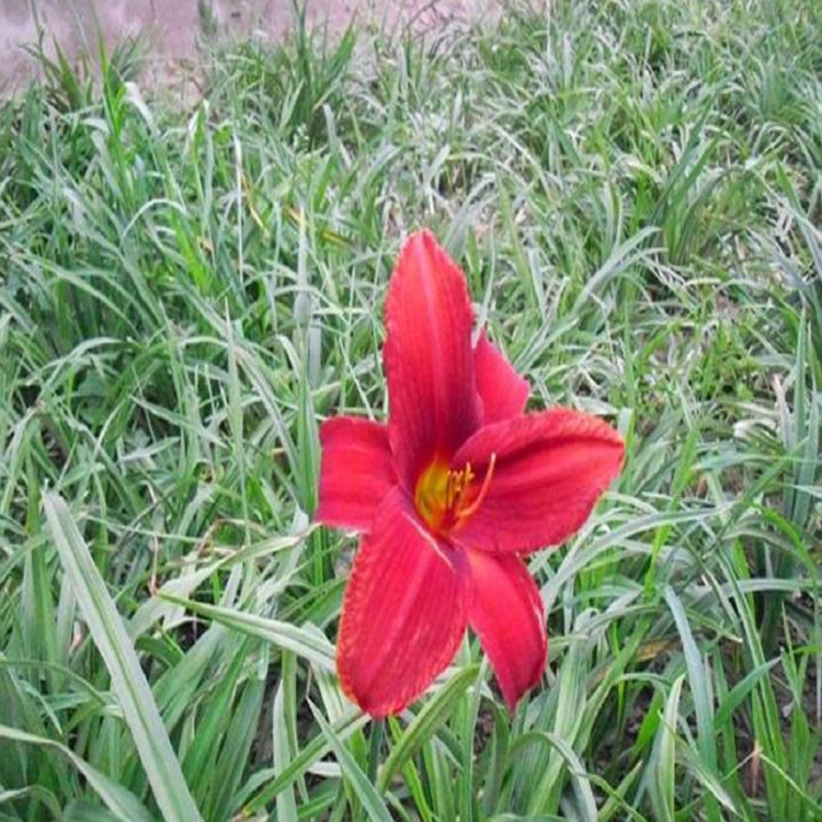 采购基地 红运萱草 红运萱草批发商