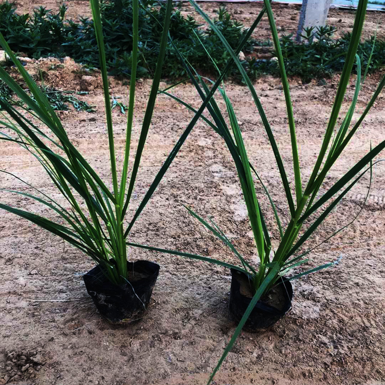 蒲苇价格 蒲苇种子 蒲苇种植基地