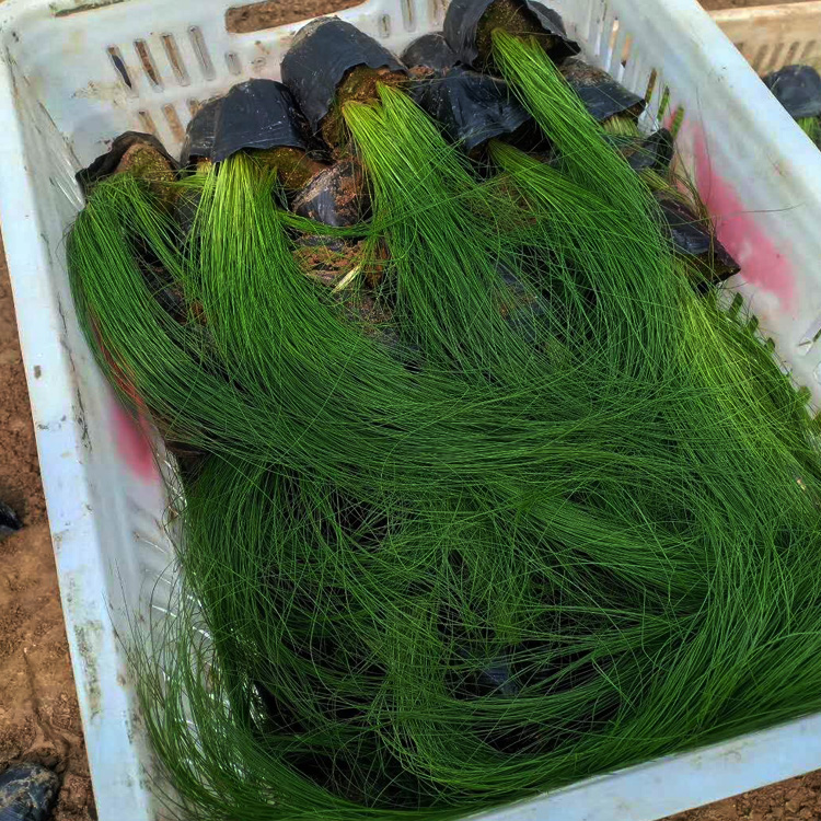 细茎针茅价格 墨西哥羽毛草价格 夏杰观赏草基地