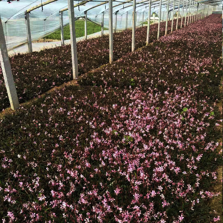 供应红花山桃草 园林绿化红花山桃草双色盆苗