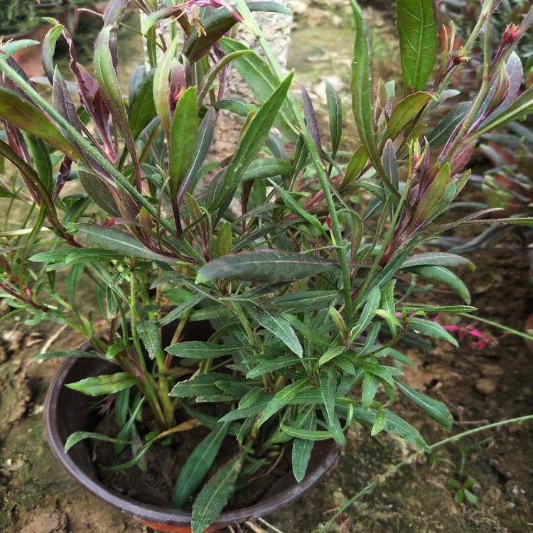 基地出售山桃草 大量批发山桃草小苗 山东宿根花卉供应