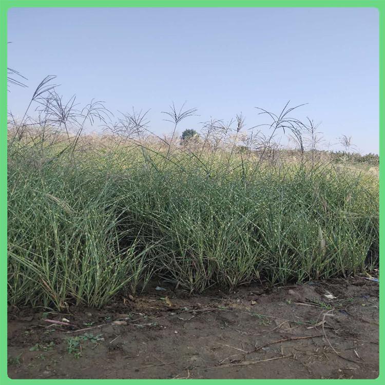 斑叶芒杯苗价格 山东草花基地 斑叶芒销售 价格实惠