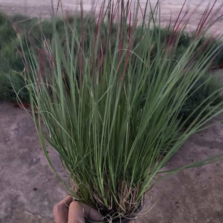 须芒草价格 须芒草种子 来电咨询