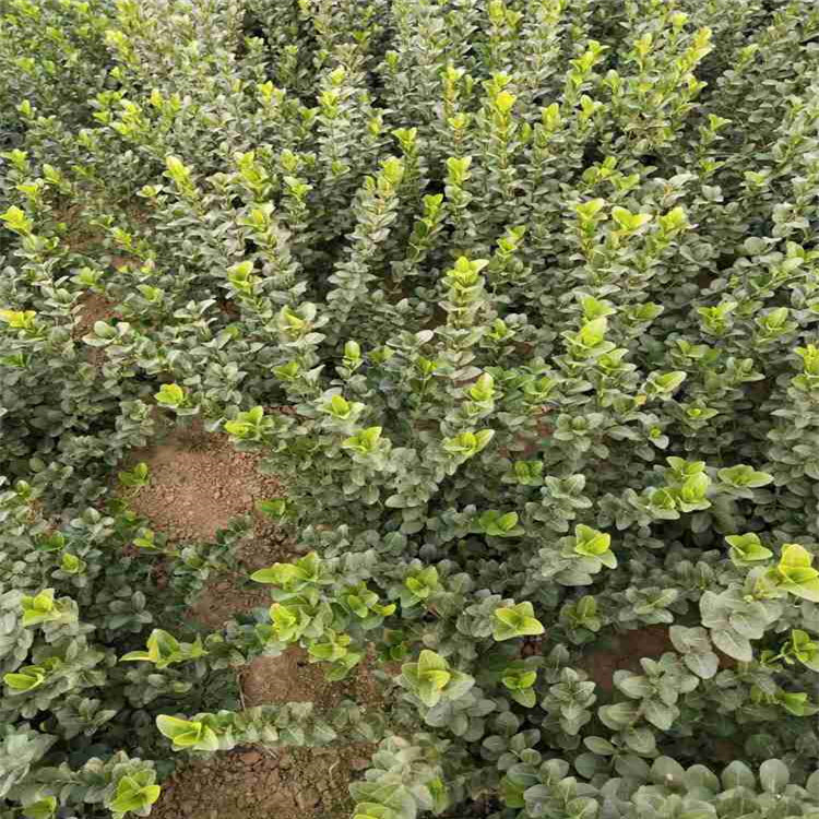 卫矛基地  卫矛球  卫矛球价格  林博供应商