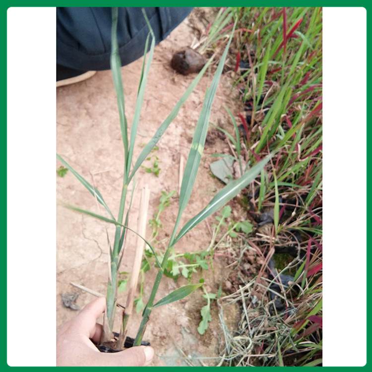 斑叶芒 斑叶芒苗圃直售 斑叶芒批发商