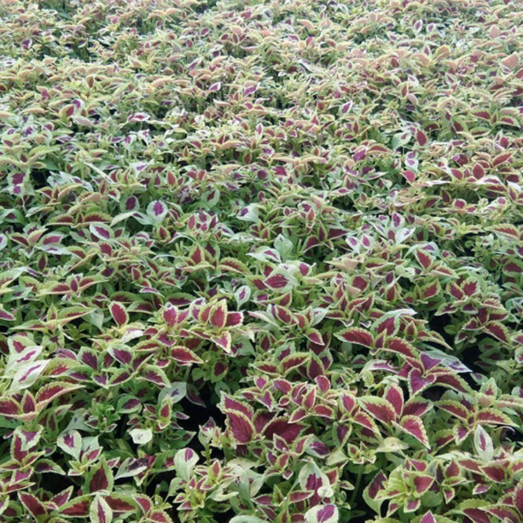 彩叶草 批售彩叶草 彩叶草批发基地 量大优惠