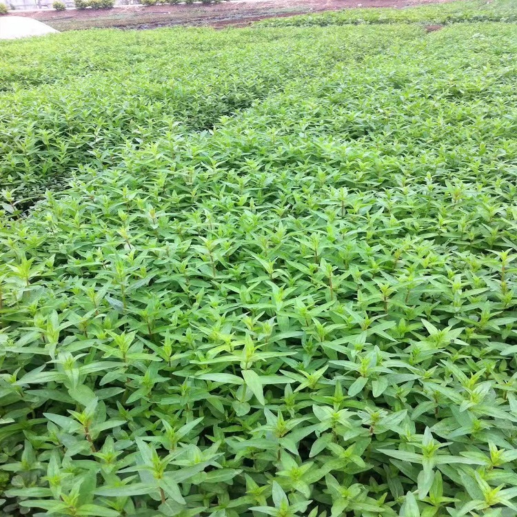 山东千屈菜基地 千屈菜基地 树庆大量批售千屈菜 批发千屈菜商家