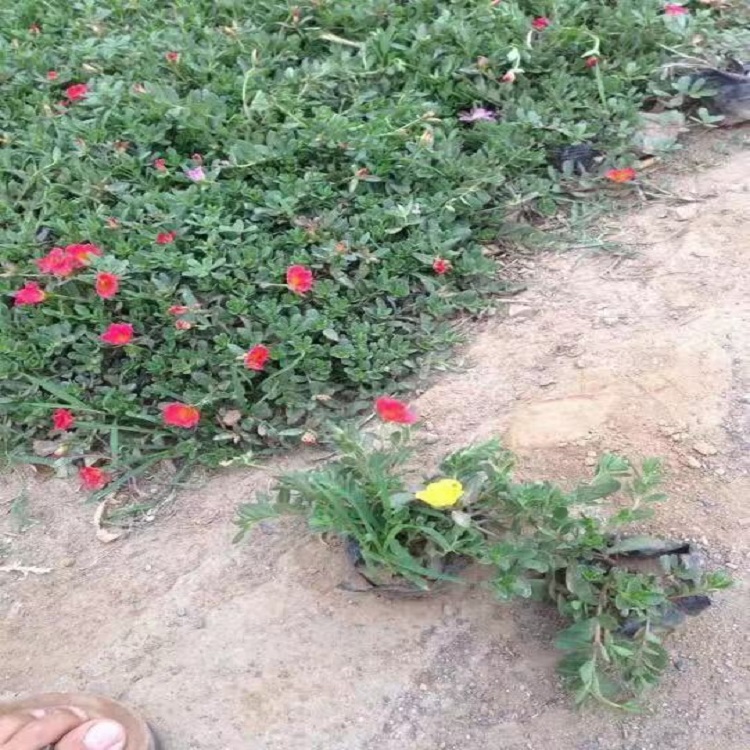 太阳花花苗 太阳花基地 盆栽太阳花现苗直销