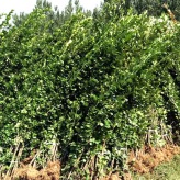 青州绿化苗木种植   北海道黄杨   根系发达，生长旺盛