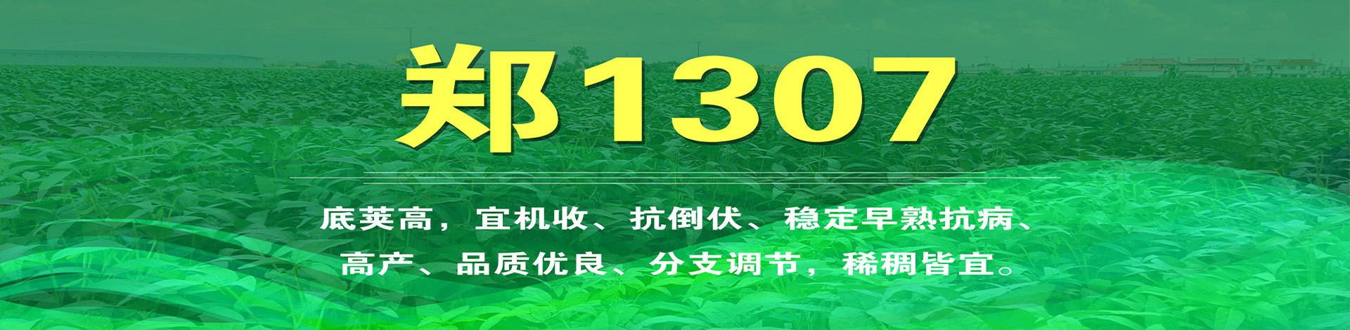 河南阳光嘉里供应链管理有限公司 主营产品